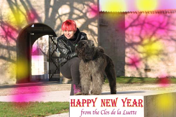 SITE WEB ELEVAGE DU CLOS DE LA LUETTE SPECIALISE POUR LE BOUVIER DES FLANDRES &copy;